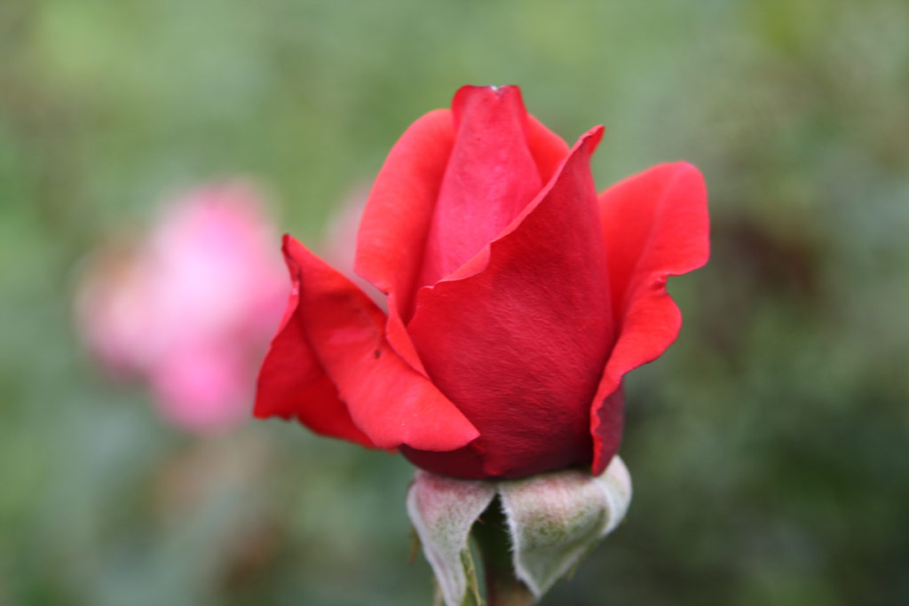 růže Queen of Bermuda