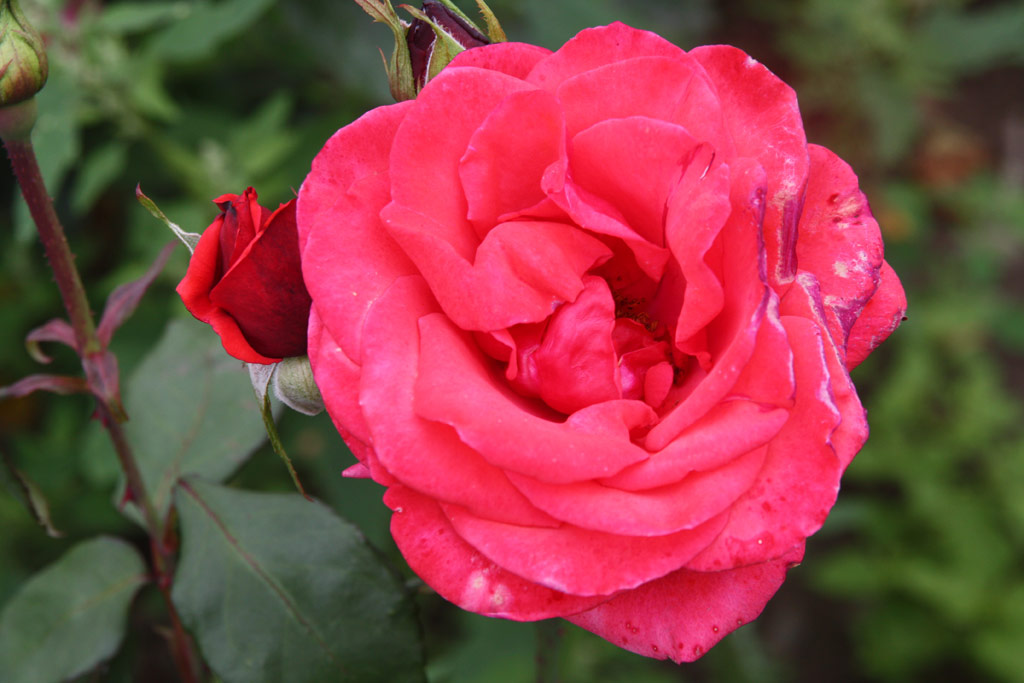 růže Queen of Bermuda