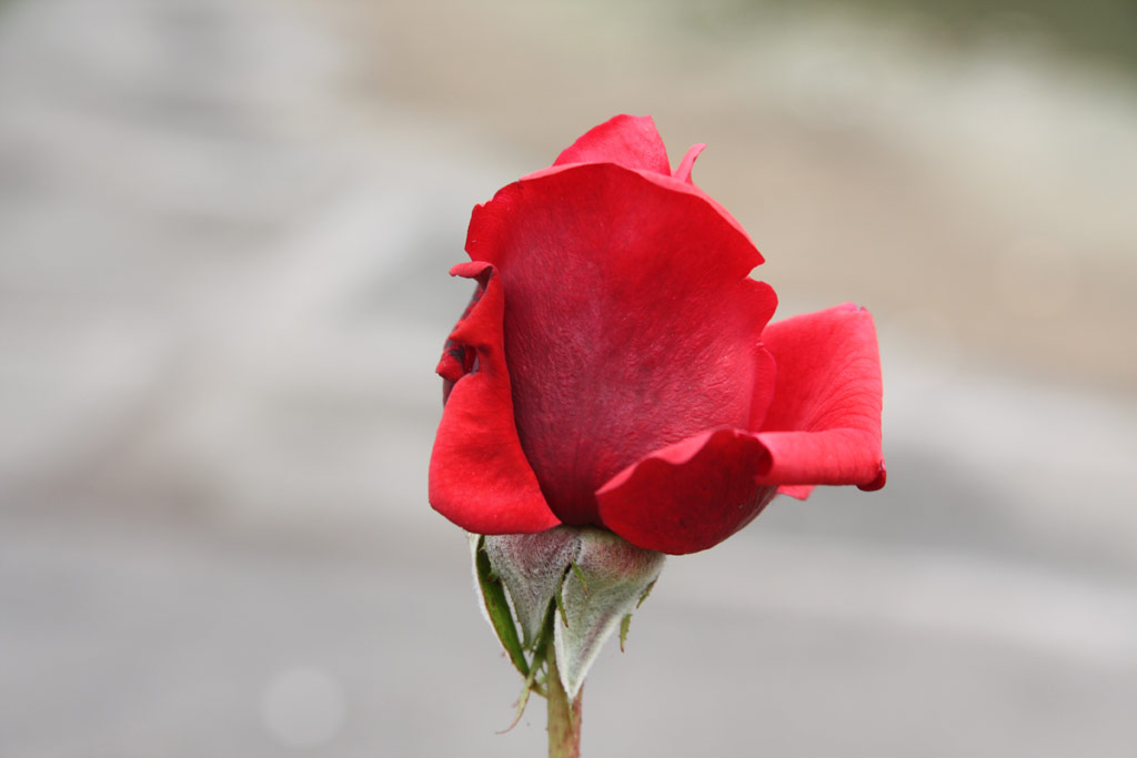 růže Queen of Bermuda