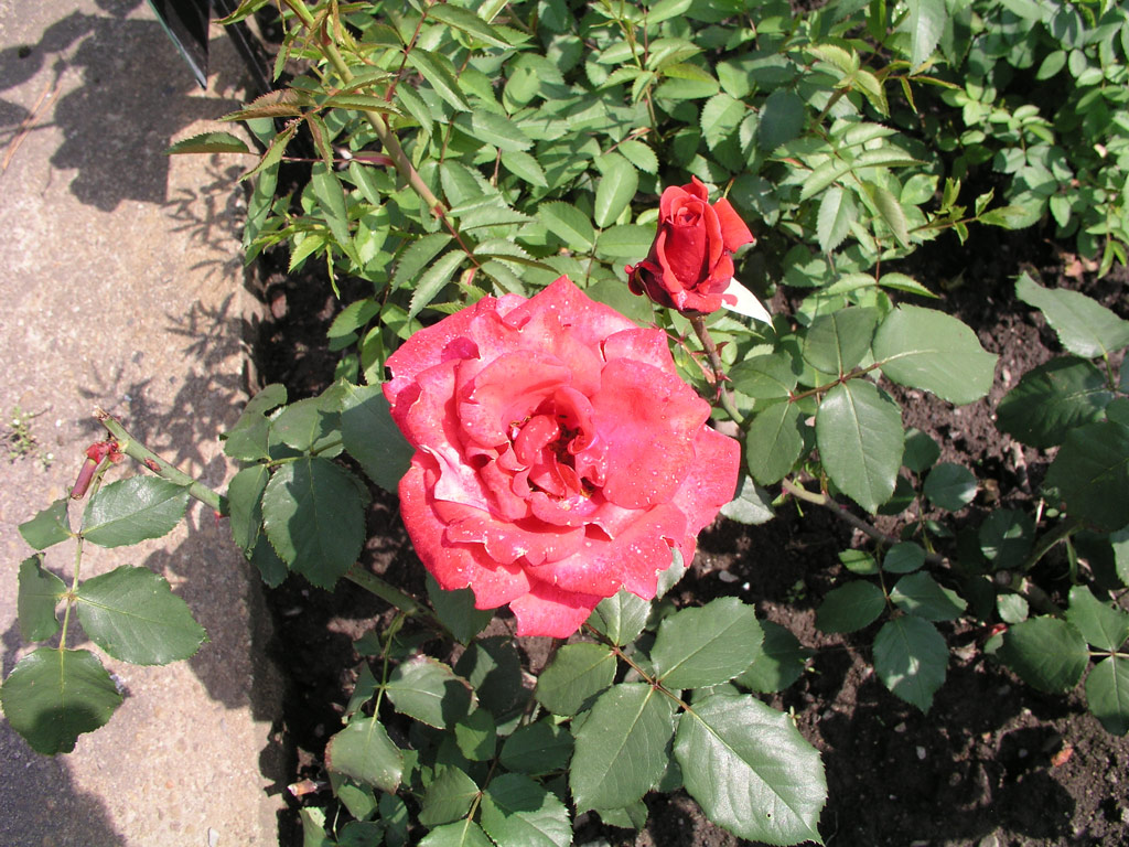 růže Queen of Bermuda