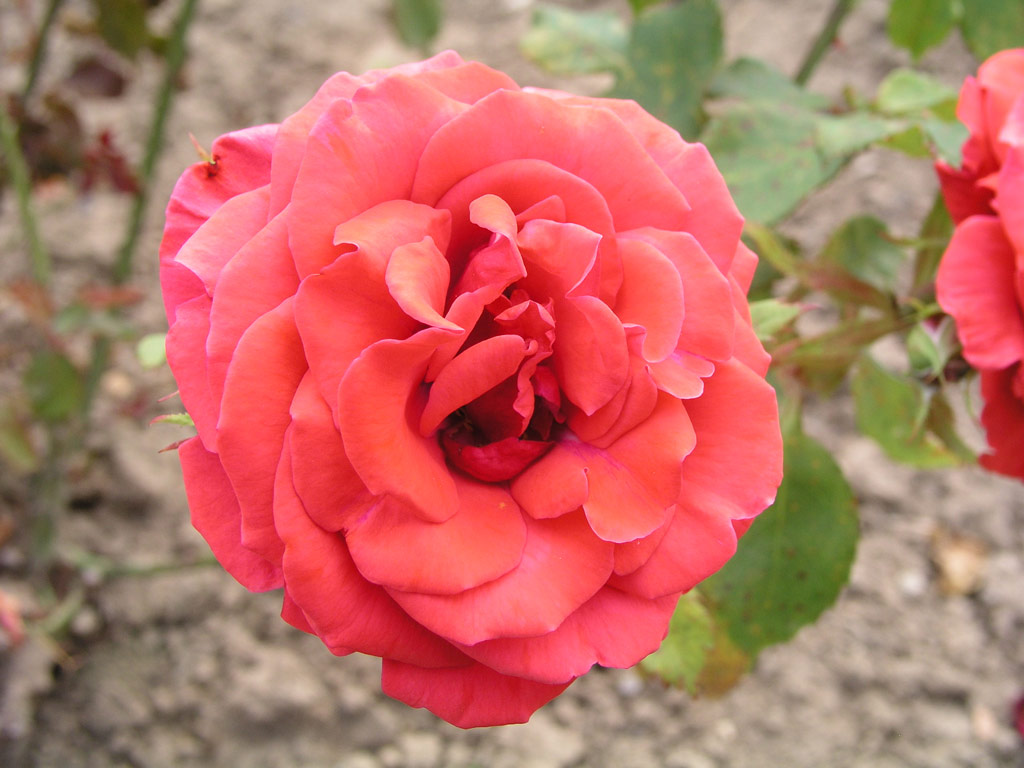 růže Queen of Bermuda