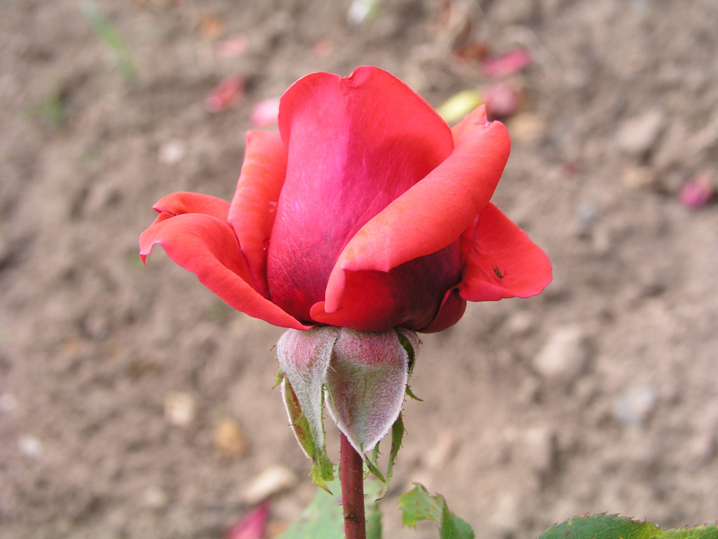 růže Queen of Bermuda