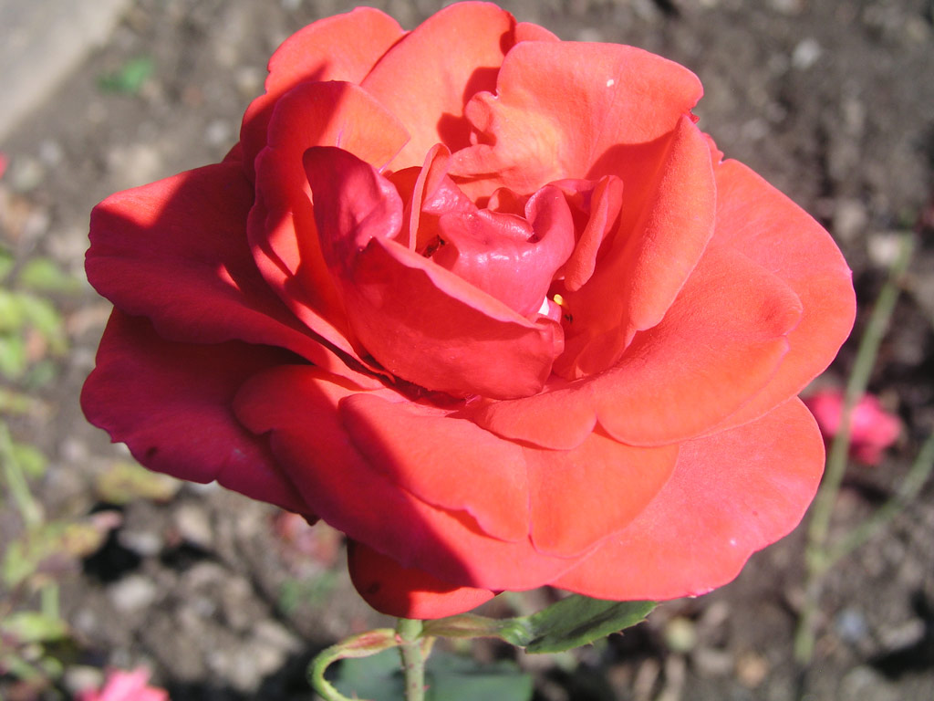 růže Queen of Bermuda