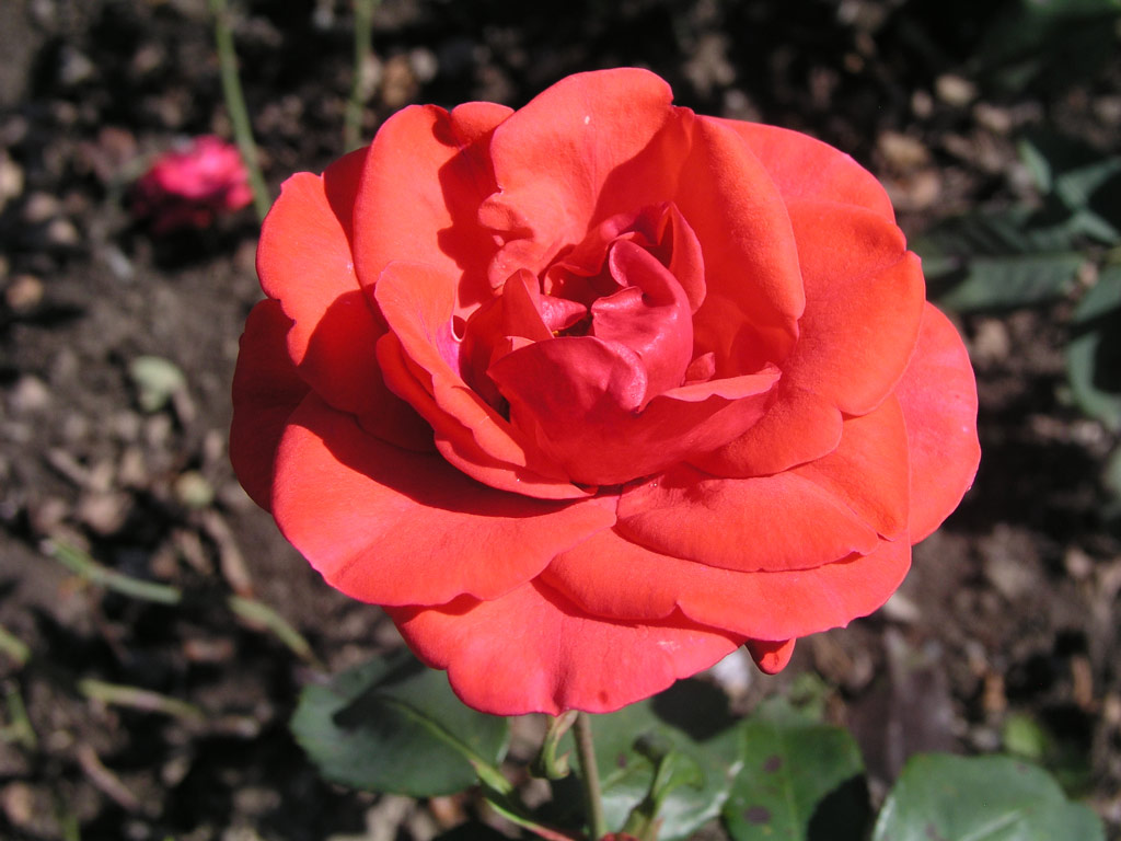 růže Queen of Bermuda