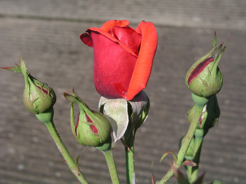 růže Queen of Bermuda