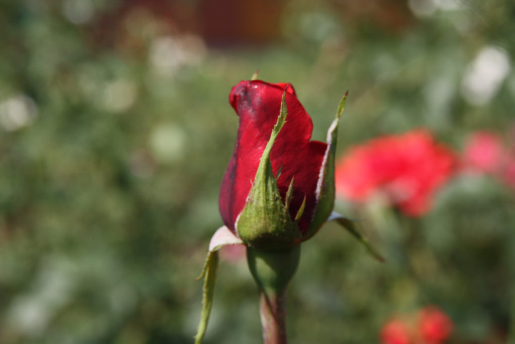 růže Queen of Bermuda