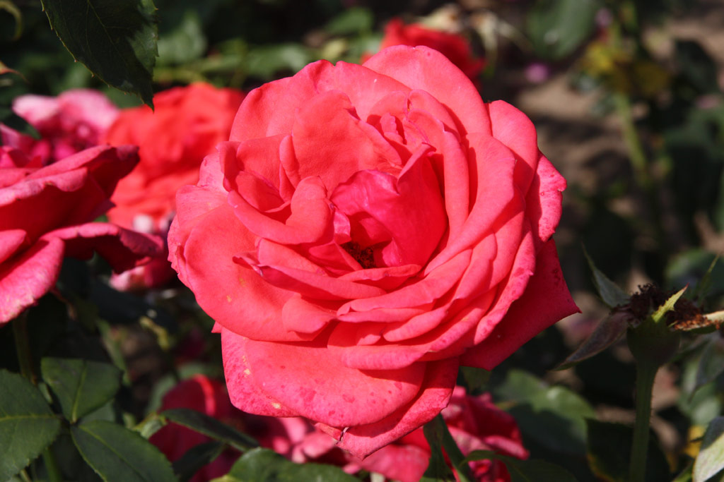 růže Queen of Bermuda