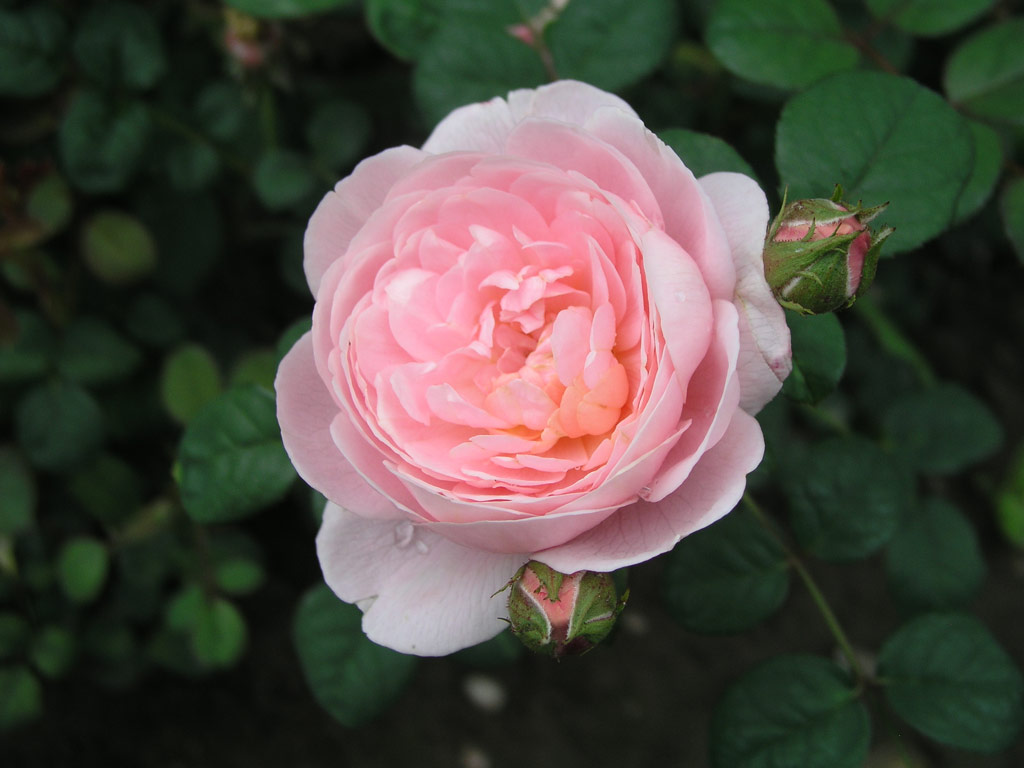 růže Queen of Sweden