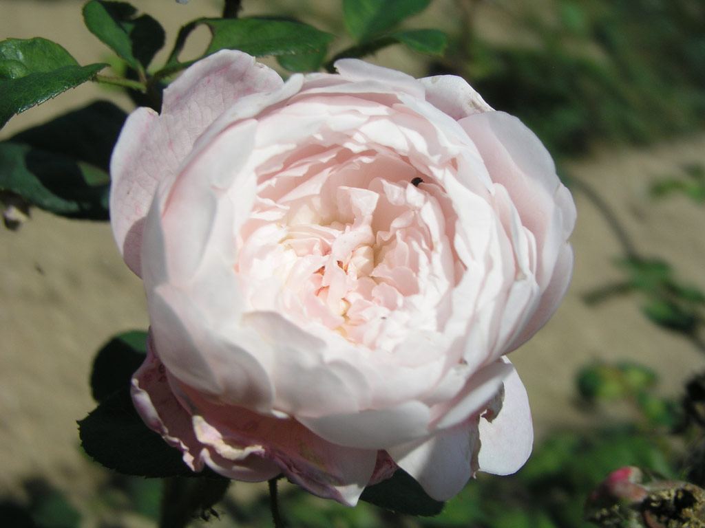 růže Queen of Sweden