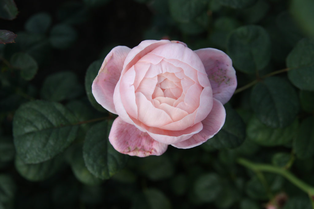 růže Queen of Sweden