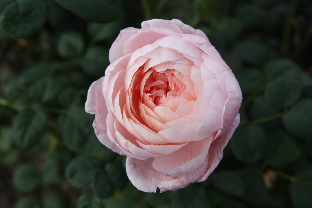 růže Queen of Sweden