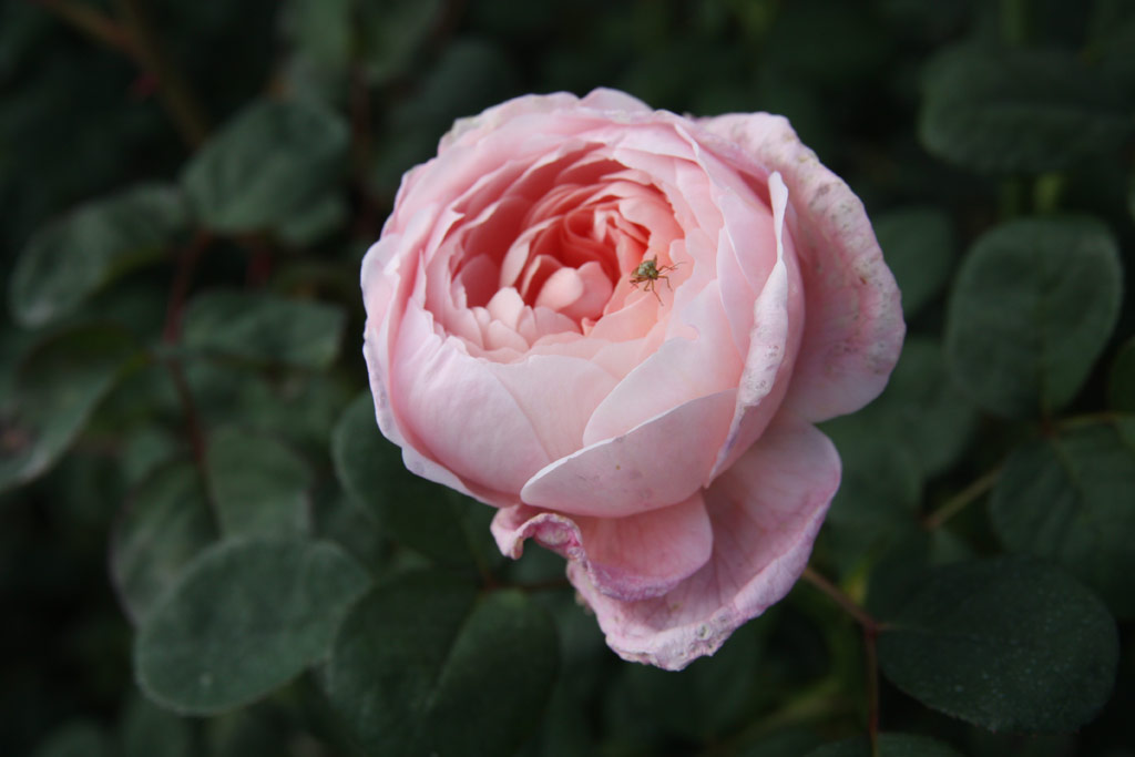 růže Queen of Sweden