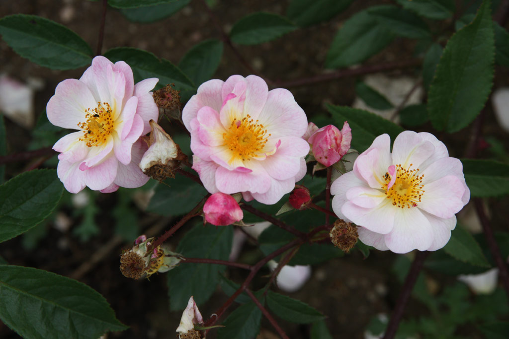 růže Queen of the Musk