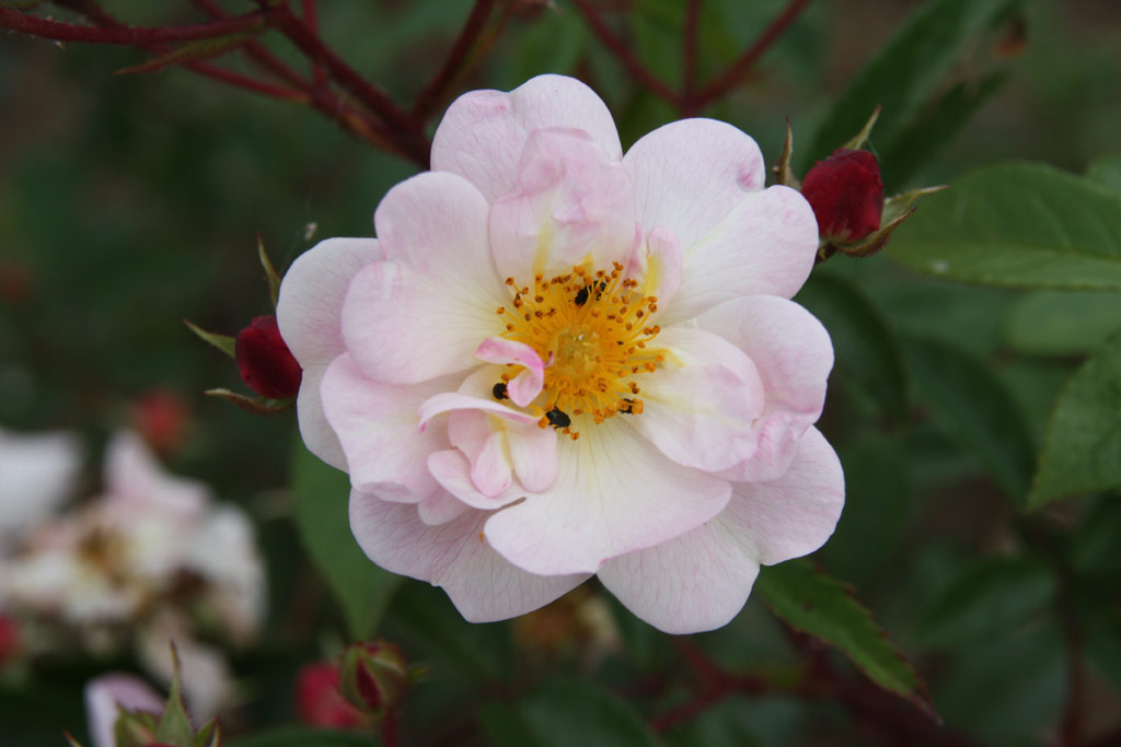 růže Queen of the Musk