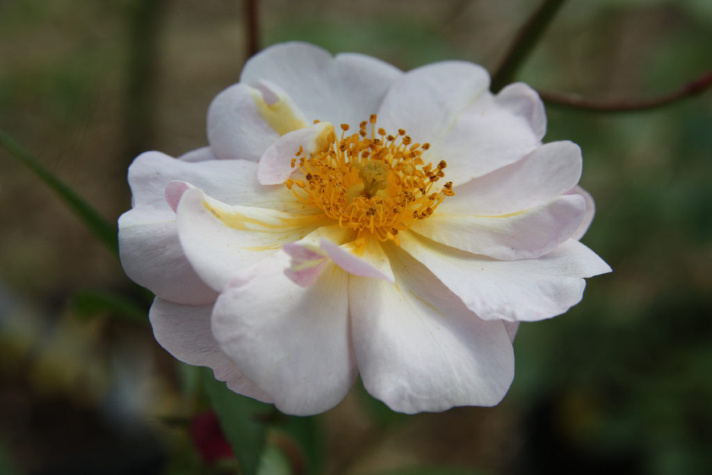 růže Queen of the Musk