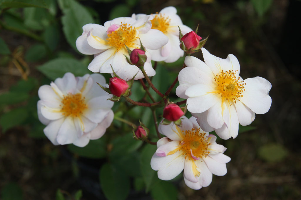 růže Queen of the Musk