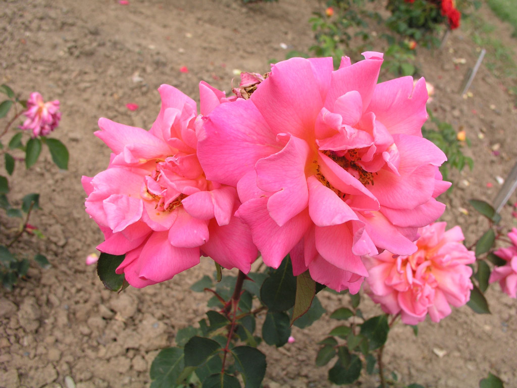 růže R. M. S. Queen Mary