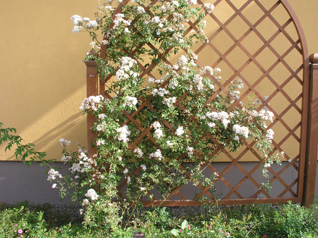 růže Rambling Rector