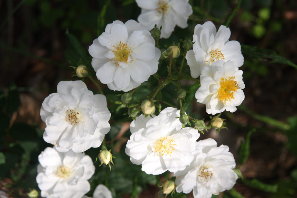růže Rambling Rector