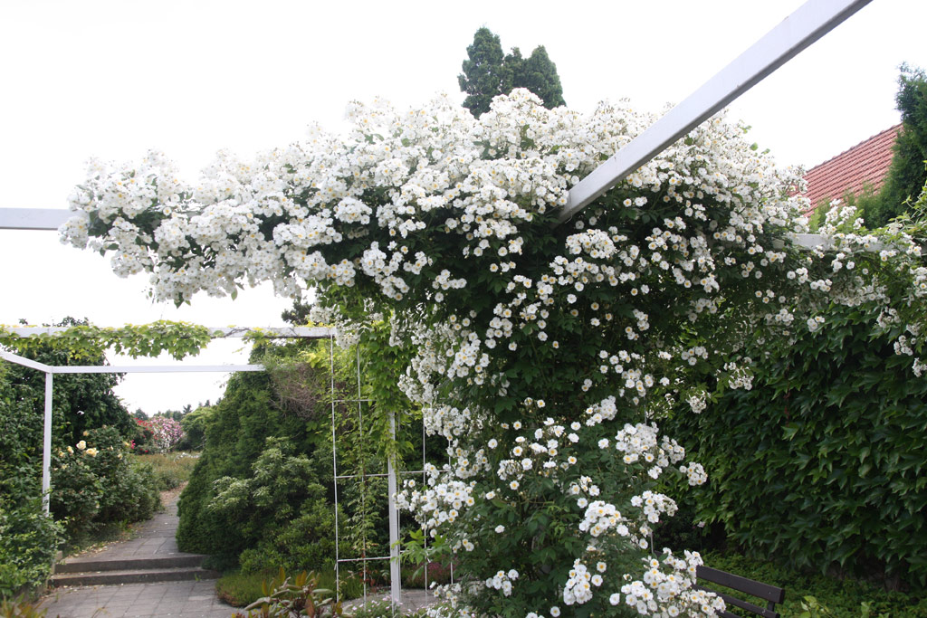 růže Rambling Rector