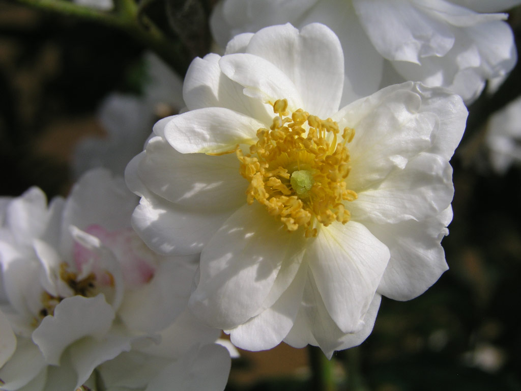 růže Rambling Rector