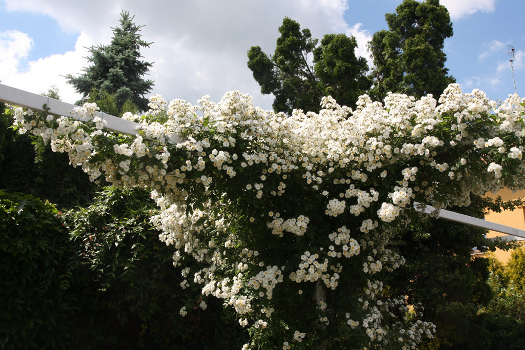 růže Rambling Rector