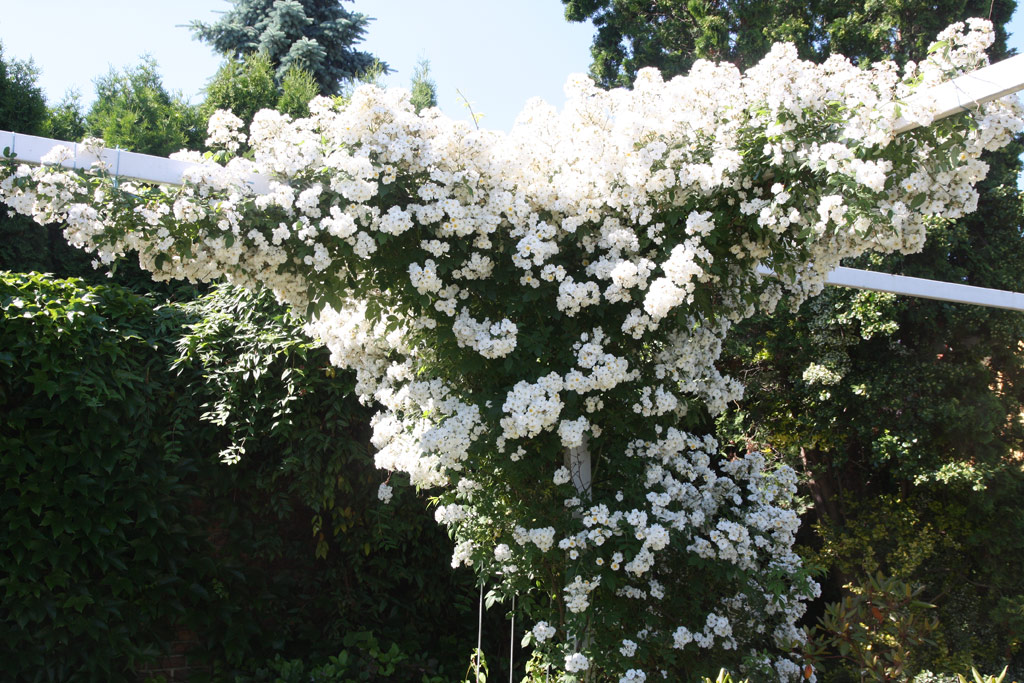 růže Rambling Rector