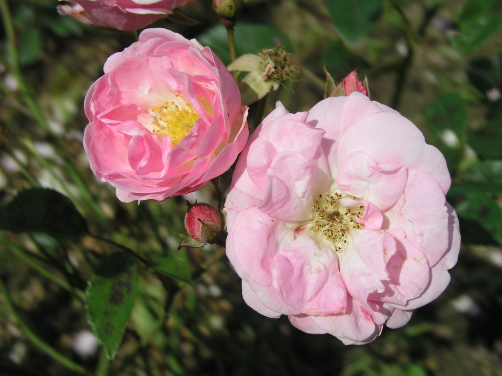 růže Raymond Privat