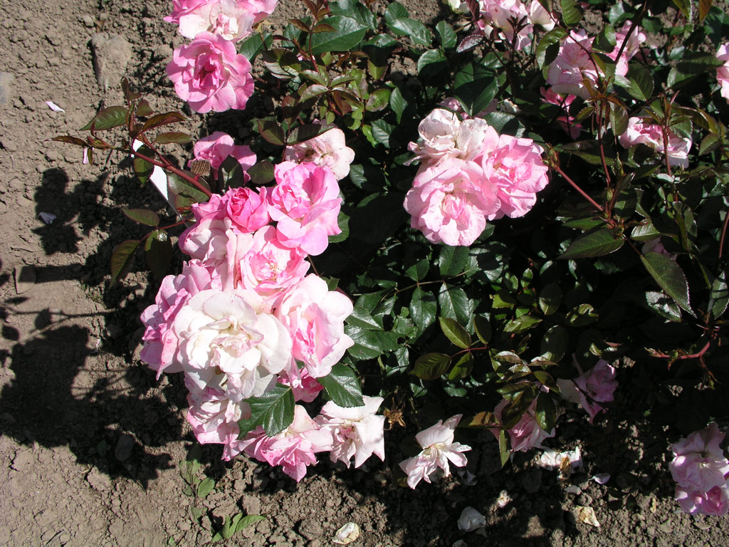 růže Raymond Privat