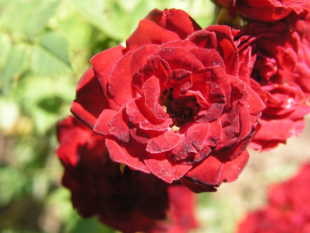 růže Red Cascade