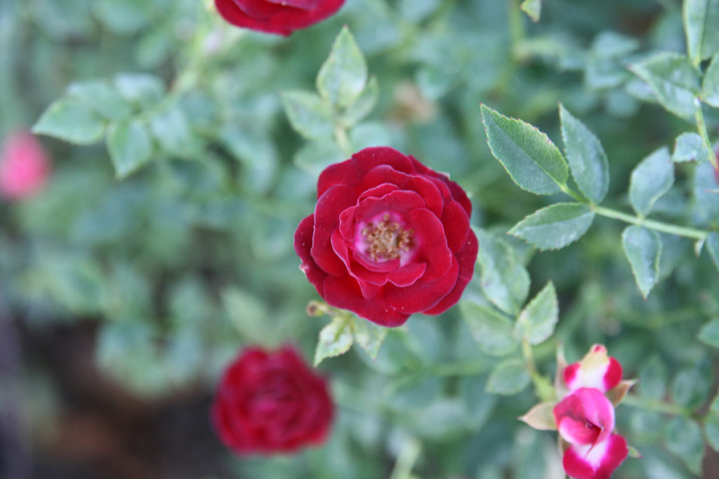 růže Red Cascade