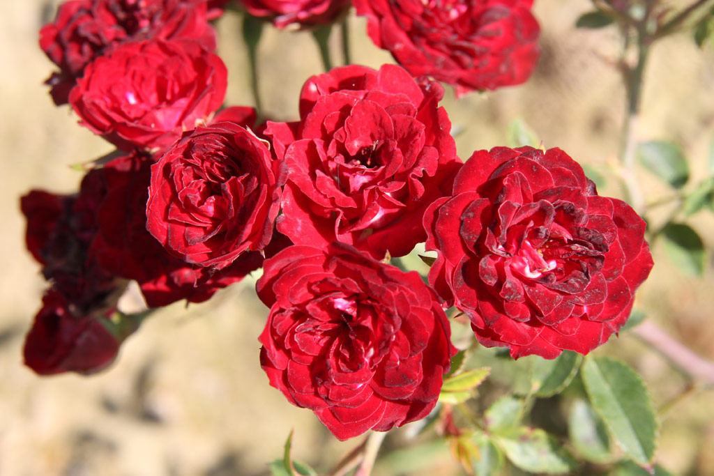 růže Red Cascade