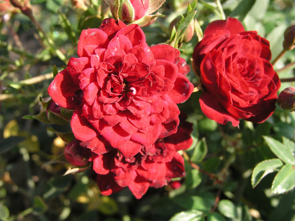 růže Red Cascade