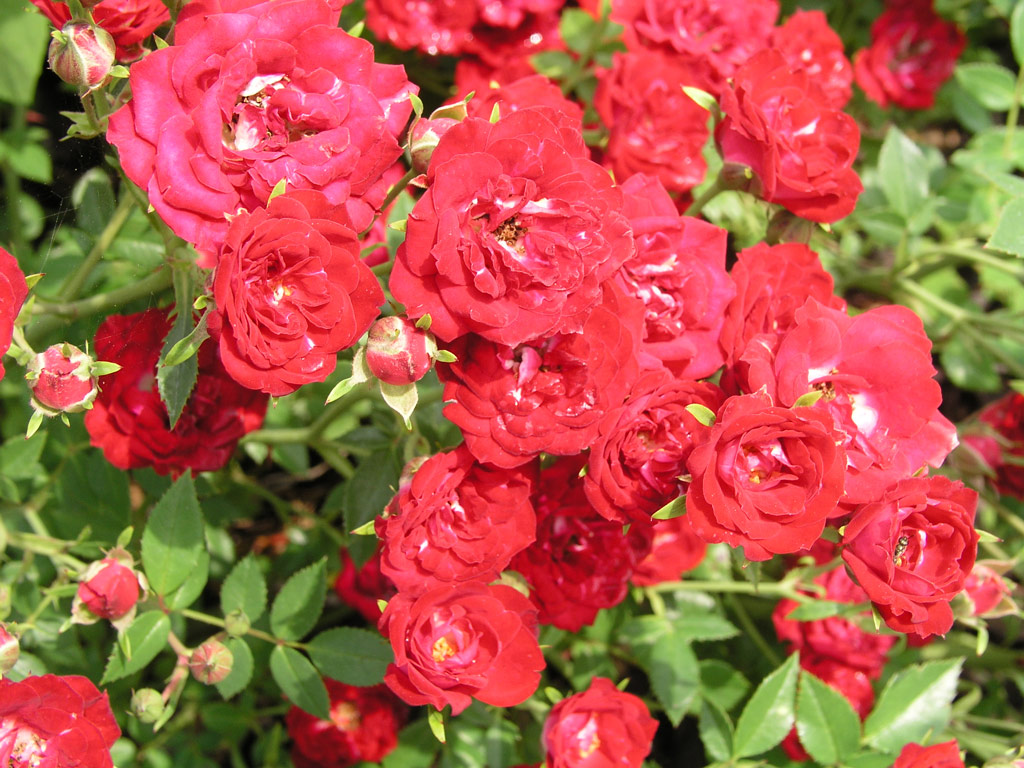 růže Red Cascade