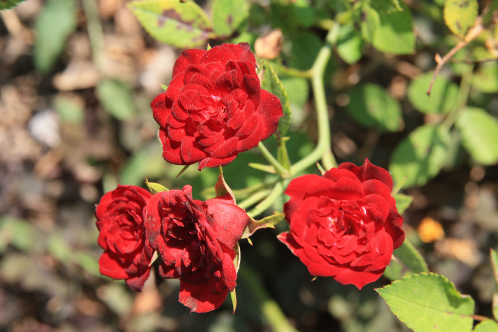 růže Red Cascade
