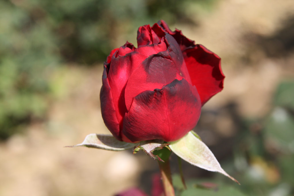 růže Red Edenrose