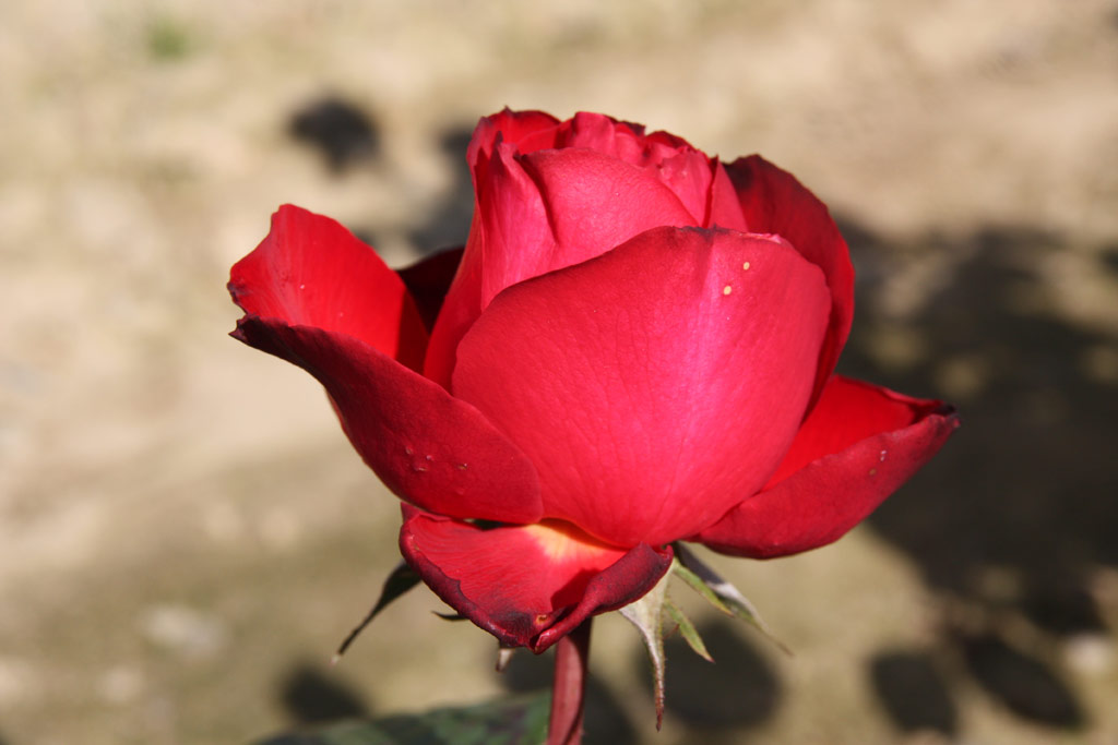 růže Red Edenrose
