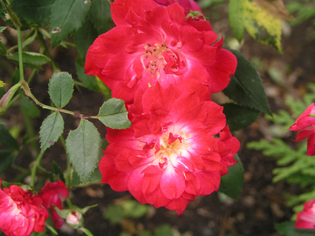 růže Red et White Star