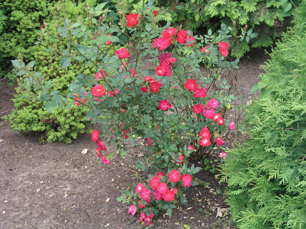 růže Red et White Star