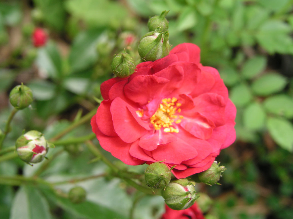 růže Red Fairy