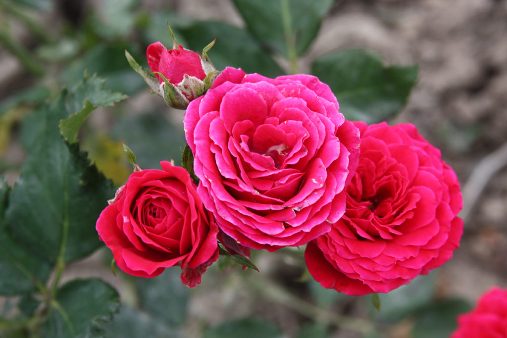 růže Red Garnette