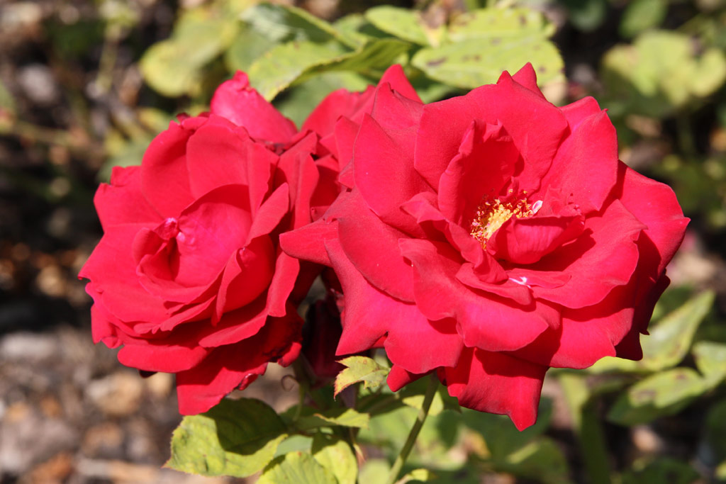 růže Red Masterpiece