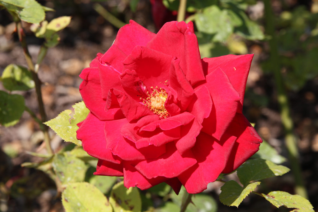 růže Red Masterpiece