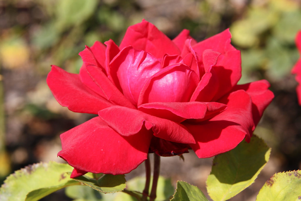 růže Red Masterpiece