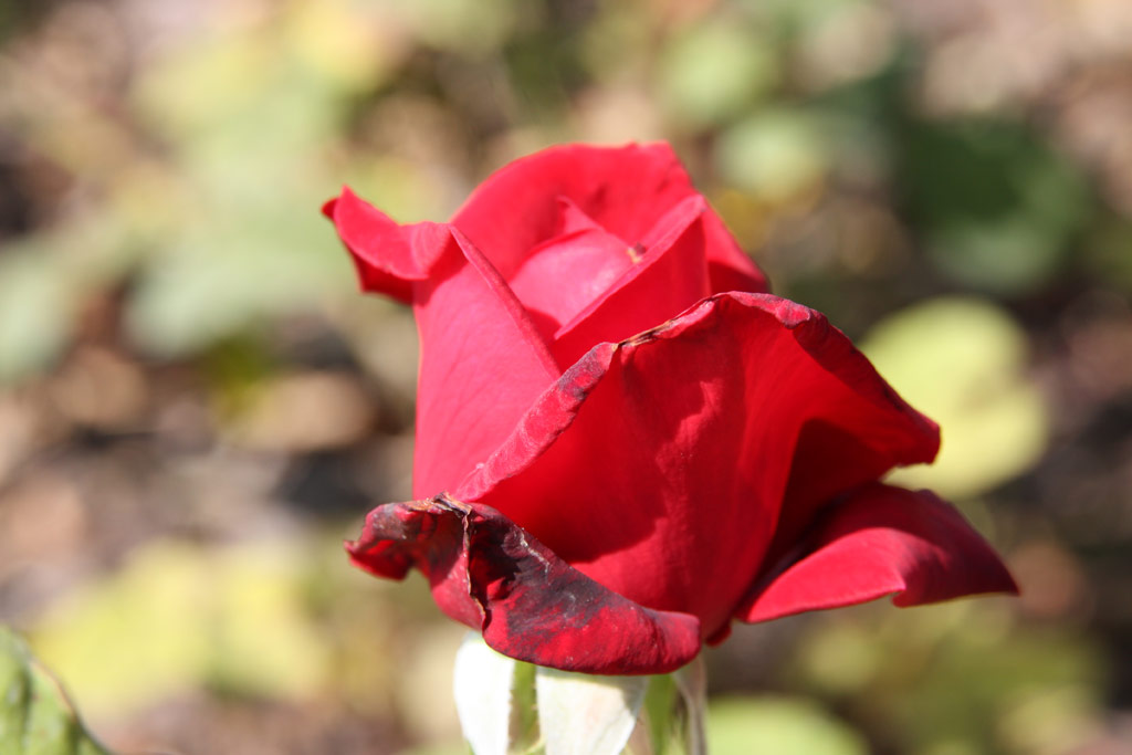 růže Red Masterpiece