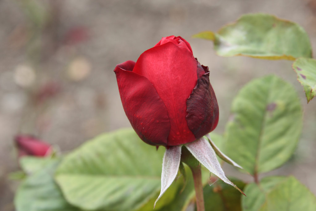 růže Red Masterpiece