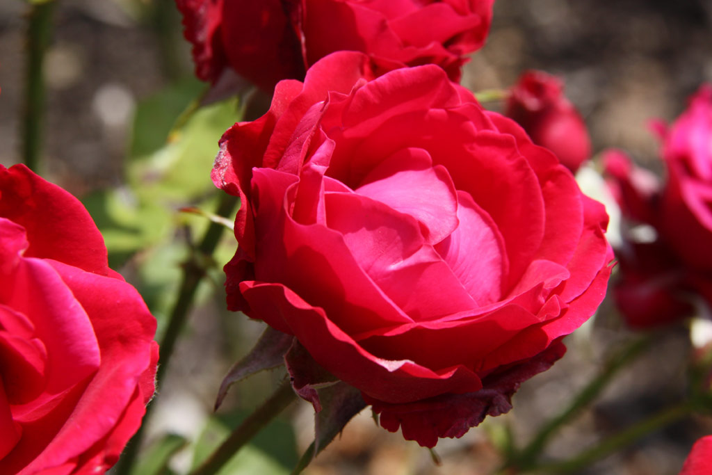 růže Red Velvet