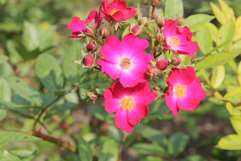 růže Red Yesterday