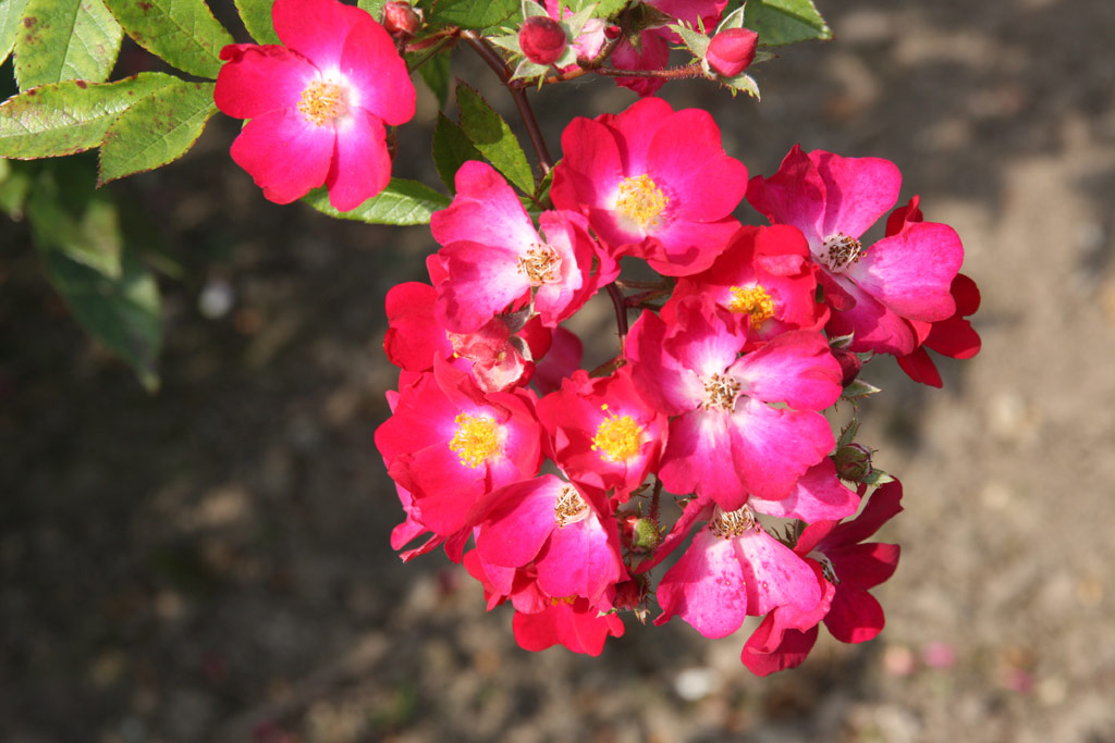 růže Red Yesterday