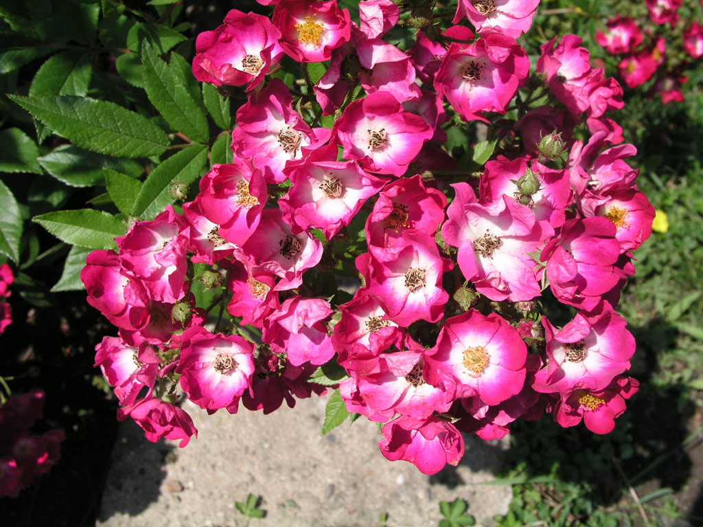 růže Red Yesterday